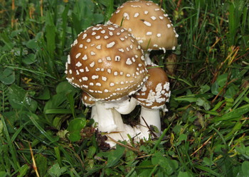 Pantherpilz (Amanita pantherina) - © Bernard Wieser